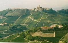 Vineyards around Castiglione Falletto