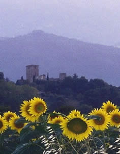 Umbria countryside with sunflowers and monastery in background