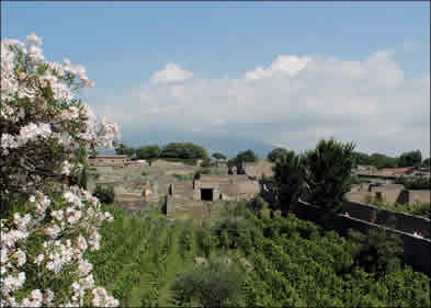 Vineyard site in ancient Pompeii